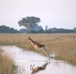 botswana