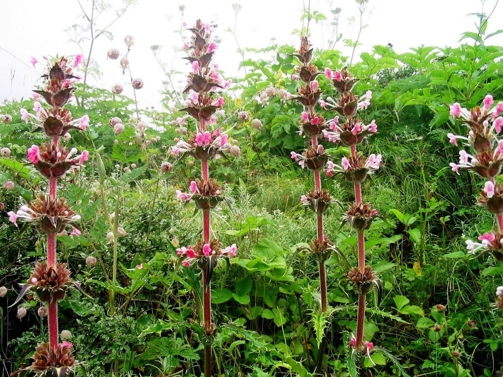 Morina longifolia
