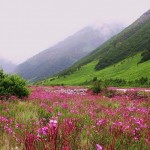 valley of flowers
