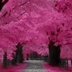 cherry blossom tour packges