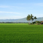 Mai Chau