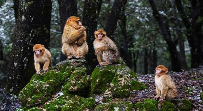 Barbary Apes in Azrou cedar forest